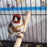 3عدد سهره ناب ناب