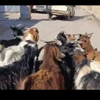 بزغاله دانه ای 25کیلو