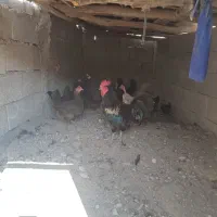 مرغ محلی خورموج