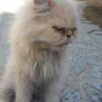 گربه پرشین کت ماده|گربه|تربت‌حیدریه, باغ سلطانی|دیوار