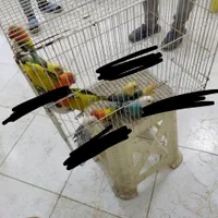 مدل لوری عروس طوطی کوتوله گرینچیک قناری کفترقفس|پرنده|مشهد, ملک‌آباد|دیوار