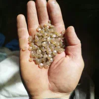 گرانول عدسی توری 100دولا