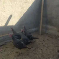 فروش بوقلمون ماده در میان راهان|حیوانات مزرعه|دینور, |دیوار