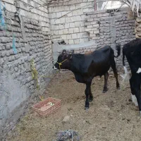 گاو.جلب
