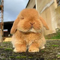 خرگوش لوپ Angle|موش و خرگوش|سنندج, |دیوار