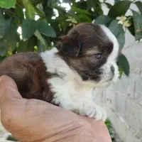 خوشگلهای سوپر فلت|سگ|رشت, پسیخان|دیوار