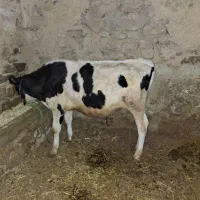 گوساله نر|حیوانات مزرعه|دهگلان, |دیوار