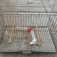 قفس پرنده