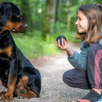 واگذاری روتوایلر