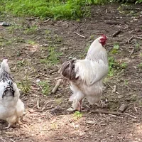 خروس برهما اصیل