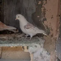 حبش زرد و دااچیل|پرنده|ارومیه, |دیوار