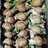 حلزون درمانی،زینتی