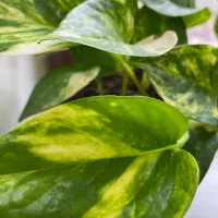 گل پتوس و و گل های تزیینی