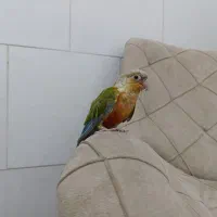 طوطی گیرینچیک و عروس هلندی ماده