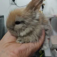 بچه خرگوش مینی لوپ لوپ مینیاتوری  آموزش دیده سالم