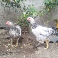 سلام برهما  لاری غاز اردک ژاپنی اسرائیل بوقلمون