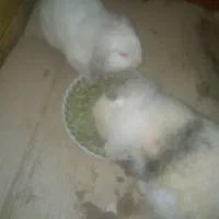 خرگوش لوپ فرانسوی