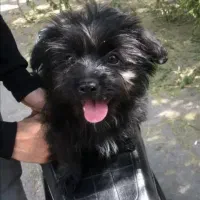 سگ نژاد شیتزو تریر