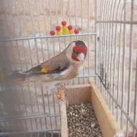 سهره ماده پلاک پا