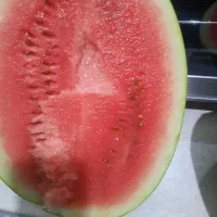 هندوانه دراگون تناژ بالا