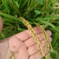 برنج عنبر بو خوزستان