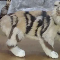 مجسمه ببر،ماکت (خارجی)