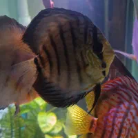 تعدادی ماهی دیسکس