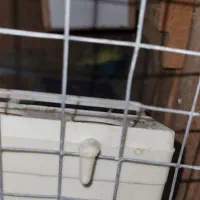 مرغ عشق مولد با جوجه و تخم|پرنده|اهواز, کمپلو جنوبی|دیوار