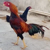 تخم نطفه دار لاری