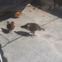 جوحه بوقلمون و جوجه خروس ۱۵۰۰