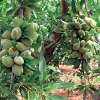 نهالی که از همون سال اول بار میده