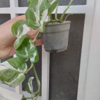 گل پتوس ۲۰ تومنی|گل و گیاه طبیعی|قم, در بهشت|دیوار