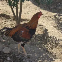 تخم لاری نطفه دار|حیوانات مزرعه|مشهد, توس (بلوار توس)|دیوار