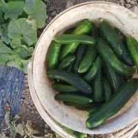 خیار قلمی نیشابور