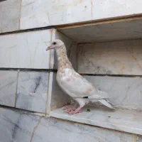 هفت‌رنگ|پرنده|الوند, |دیوار