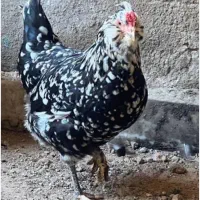 تخم مرغ نطفه دار