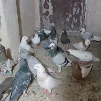 کفتربوم هوایی