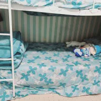 تختخواب دو طبقه همراه با تشک|تخت و سرویس خواب|دوگنبدان, |دیوار