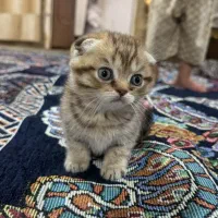 گربه اسکاتیش دبل فولد