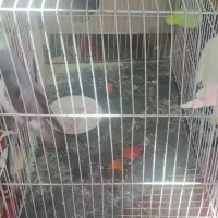 یک جفت عروس هلندی با جوجه