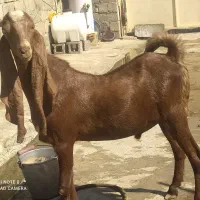 پازن پاکستانی|حیوانات مزرعه|بهبهان, |دیوار