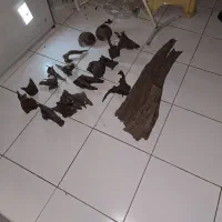 چوب آکواریوم