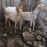 دو عدد کیسه ی نزار و یک عدد نری چاق