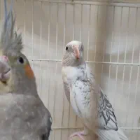 دو عدد عروس هلندی البینو(مرواریدی) و گل باقالی