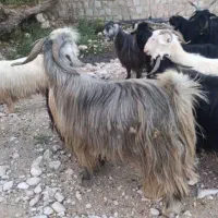 ساورین. بز . میش . گوسفند . گاو|حیوانات مزرعه|کارزان, |دیوار