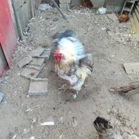 خروس ها بزرگ تزمینی جاندار ارگانیک