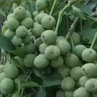 صنوبر ،کبوده|خدمات باغبانی و درختکاری|مرند, |دیوار