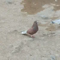 قوردی|پرنده|اردبیل, |دیوار