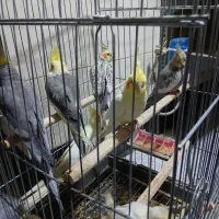 چند جفت عر س هلندی مولدو سخنگو