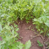 نشا گوجه اصلاح شده سوپر مجار